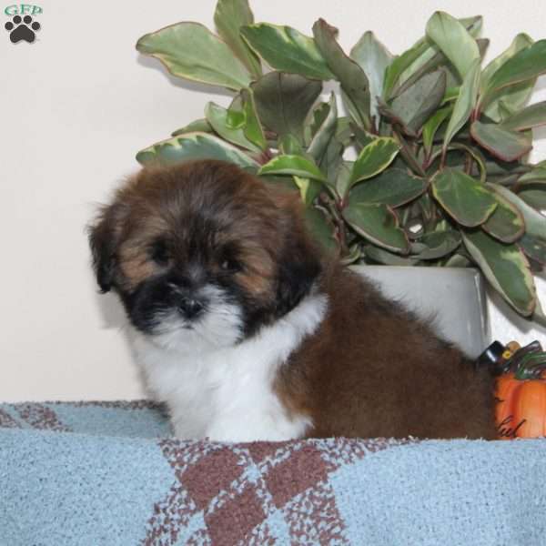 Blake, Lhasa Apso Puppy